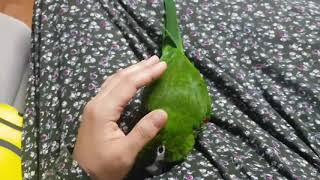 공서연(앵무새)한스마카우. 안물어 쫄지마.2020.12.5