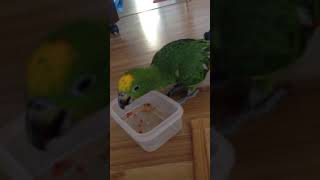 옐로우 크라운 아마존 앵무새 펠렛 먹으면서 졸다