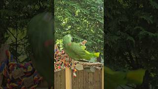 #에버랜드 #뿌빠타운 #아마존앵무새 #아마존앵무