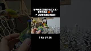 첫 장난감, 도파민 터질까? 아기앵무새 반응 대공개! #썬코뉴어 #앵무새 #parrot #birds #코뉴어 #conure