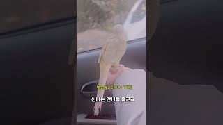 방학 안녕 개학OK#드디어해방#코뉴어#앵무새 #문칙 #parrotlover  #conurelove #pet