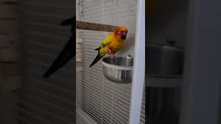 썬코뉴어 탐욕 &quot;500배&quot;