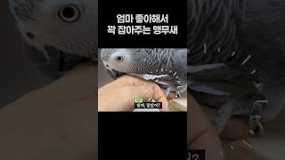 엄마 좋아해서 꽉 잡아주는 앵무새  회색앵무 잠바  #parrot #반려동물