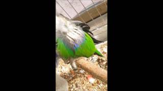 self injury Eclectus parrot th…