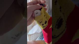 말랑콩떡 모란앵무새 럭키 하루종일 만지고싶다☺ #birds  #parrot