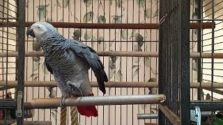 아빠랑 칭찬으로 공부하는 리얼 교육~ 칭찬은 똘이를 춤추게 합니다 앵무새 연구대상 똘이뷰