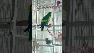 앵무새와 하는 아침 인사 | 잘잤어?    #뉴기니아#…