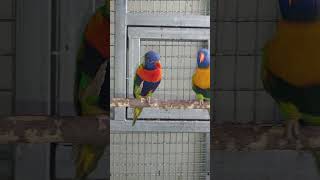 오색 청해 앵무새