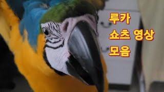 청금강앵무새 루카 쇼츠 영상 모음
