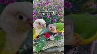 코뉴어앵무새 망고와 코코의 점심시간#코뉴어 #코뉴어일상#코뉴어앵무새#점심시간#식사중#문의환영