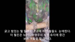 self-injury Eclectus parrot th…