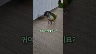 코뉴어앵무새#하랑이#하봉이#펫트리움#parrot