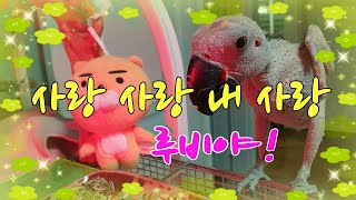 뉴기니아`루비`PBFD인생극장입니다. 관심대상앵무새루비…