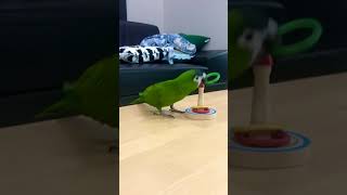 한스마카우 상추 고리걸기