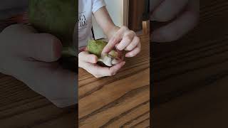 코뉴어 앵무새 마사지를 즐기는 뚱이 ㅎㅎ#birds #앵무새 #코뉴어 #코뉴어앵무새