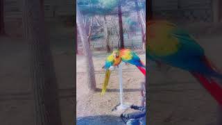 홍금강앵무 &amp; 청금강앵무 parrots