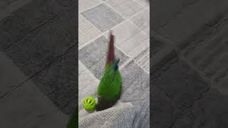 노는거니 싸우는거니? #앵무새 #코뉴어 #그린칙코뉴어