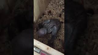 뉴기니아 와 마카우 뉴기니아 새끼 15일차 20190511 천둥 eclectus parrot baby 15days