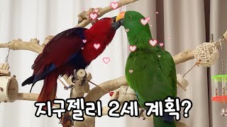 [지구젤리/정보] 앵무새의 발정과 발정 억제에 대한 이야기