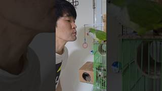 퀘이커 코뉴어앵무새들과 교감하기~❤️#코뉴어앵무새#퀘이커앵무새