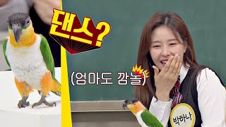 (들썩) 박하나(Park Ha-na)가 키우는 춤추는 앵무새 나나! ⊙▽⊙♬ (들썩) 아는 형님(Knowing bros) 232회