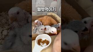 치열한 상황 속에서 혼자 평온한 앵무새 ❣️ 아기 모란앵무