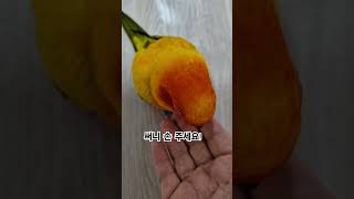 하기 싫으면 못들은척 하는 써니!  #썬코뉴어 #par…