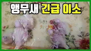 왕관앵무 새끼들 긴급 이소, 왕관앵무E.P.20