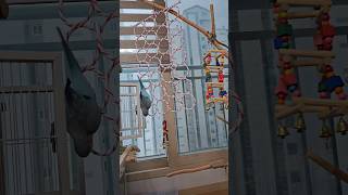 [퀘이커 앵무] 유격 | 사나이는 아니지만 #parrot #quakerparrot #유격 #까꿍이