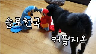 커플의 염장질에 개빡친 강아지 | 앵무새랑 싸우는 강아…