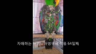self-injury Eclectus parrot th…