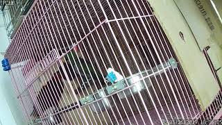 뉴기니아 와 마카우 뉴기니아 보스메리 산란전 배 모습 …