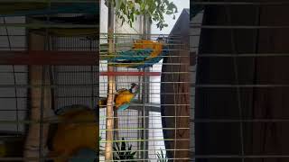 [동물] 청금강앵무 한번쯤은 옆길로새 같이새 - Blue & Gold Macaw Sometimes deviate from the right way together ⤴️