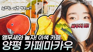 [sub] 양평 카페마카우 |  앵무새와 놀 수 있는 …
