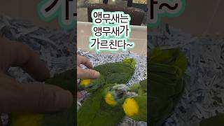 앵무새 가르치는 법 아마존 지니