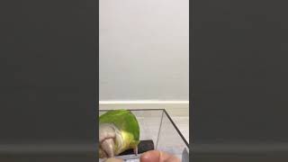 해바라기씨 달라는 소망이  먹고 나서는 애교가 넘치네 …