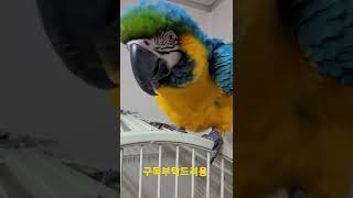 청금강앵무새 대박이 #shorts