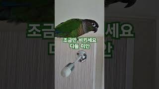 코뉴어앵무새#하랑이#하봉이#parrot#cute#민국이