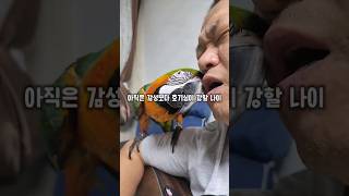 감성에 취한 아빠몰래 사고치려다 딱 걸린 앵무새의 반응…