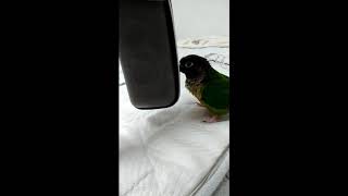 안경통에 관심을 보이는 코뉴어 핑구