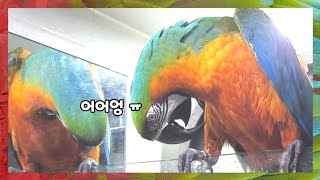 [할리퀸마카우 마르코] 속상하다고 했더니 함께 울어주는…