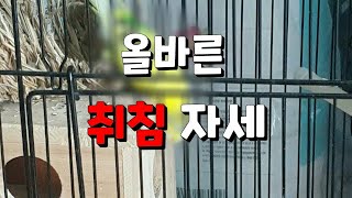 연이의 앵무새 일기 #8 / 자두가 알려주는 올바른 취침자세. / 둥지살해 / 털갈이