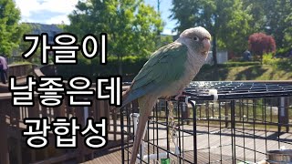 공서연.가을이 콧바람,광합성.앵무새.코뉴어.2020.5.19