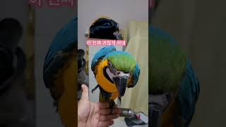 왜 쳐다봐? #청금강 #청금강앵무새 #마카우 #parr…