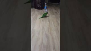 앵무새 한스마카우의 재롱