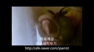 파인애플코뉴어 짝짓기 2 (앵무새도 신음소리?) (Pineapple Conure Mating Moan 2)