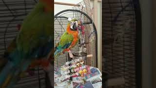 mia the macaw having a dance (…