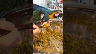 청금강 앵무 여아 캡틴이