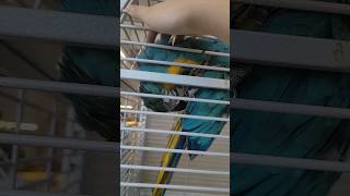 청금강 송도의 긁긁✨️#청금강 #birds #애교