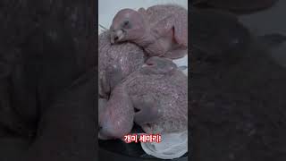 왕개미 3마리(청모자 아마존)